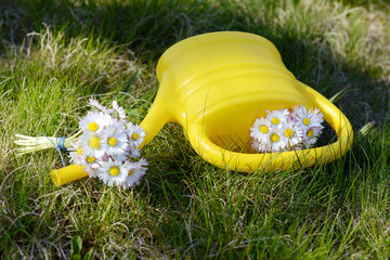 Watering can with garden flowers