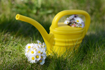 Watering can with garden flowers