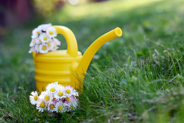 watering can with garden flowers