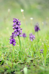 Wild green winged orchid