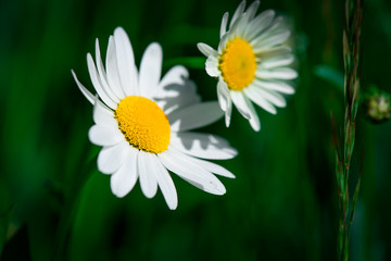 Fototapeta premium Flowers detail daisies