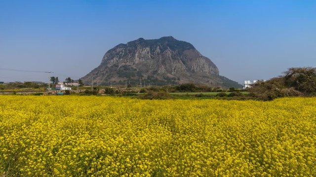Time lapse of canola field at Sanbangsan, Jeju Island, South Korea