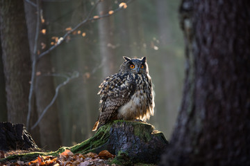 Obraz premium Eurasian Eagle Owl