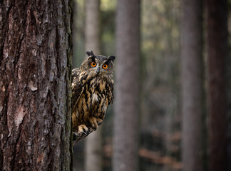 Obraz premium Eurasian Eagle Owl
