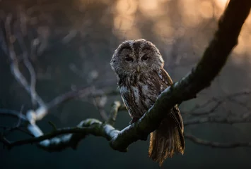 Store enrouleur occultant sans perçage Hibou Portrait of a Tawny Owl (strix aluco)