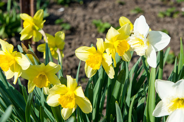 Fototapeta premium Flower bed with yellow daffodil flowers blooming in the spring, Spring flowers, floral, primroses