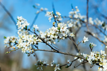 The flower of a cherry tree which blooms on the way. Flowering cherry in the spring, the scent of blossoming apricot.