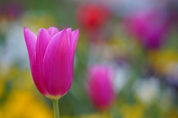 Eine pinkfarbene Tulpe im Profil vor buntem Hintergrund mit Herz Bokeh