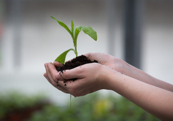 Sprout and soil in woman's hands