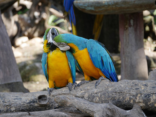 Macaw Birds
