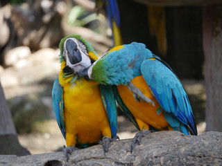 Macaw Birds