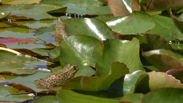 Close up of two frogs in the lush of water lily leaves. When male bubble frog is croaking female frog closes its eyes for a sec