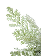 flora of Gran Canaria, leaves of Tanacetum ptarmiciflorum