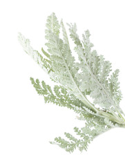 flora of Gran Canaria, leaves of Tanacetum ptarmiciflorum