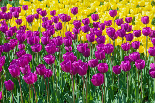 tulips, flower-bed with tulips blossoming in different shapes an