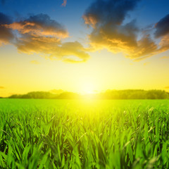 Fototapeta na wymiar Beautiful spring field with green grass at sunset.