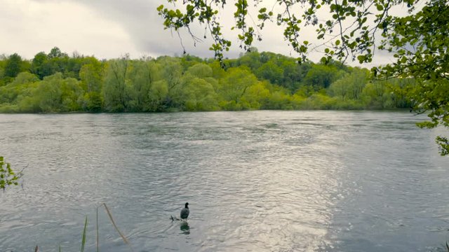 Bird by the Quiet River and Vegetation