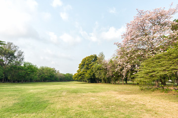 Green grass field in park