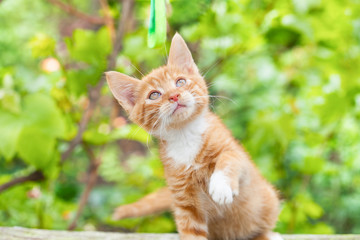Little tabby cat catching green ribbon in the garden