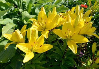 Yellow lilies of a grade of "Golden Tycoon"