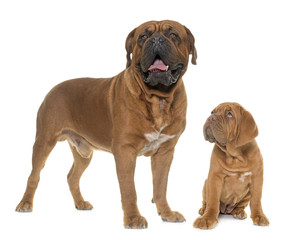 Dogue de Bordeaux, adult and puppy