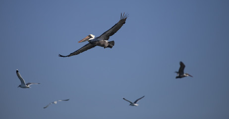 Flying Pelican