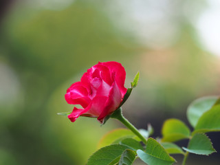 Select focus red rose flower blossom on soft natural background
