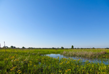 Dnieper marshes