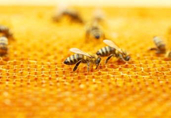 Bees on honeycomb