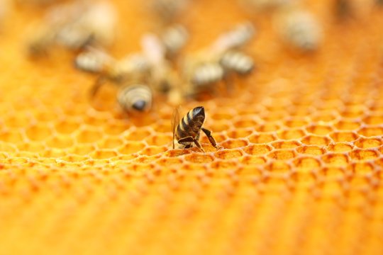 Bees in honey wax 