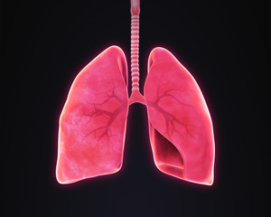 Lungs and Bronchi Anatomy Illustration. 3D render