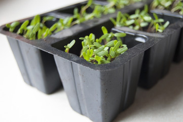 Plants in a plastic black container
