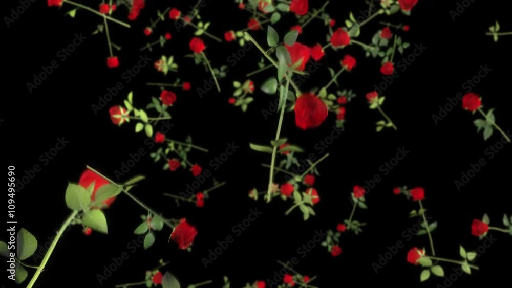 Poster seamless looping 3d animation of falling roses including alpha matte