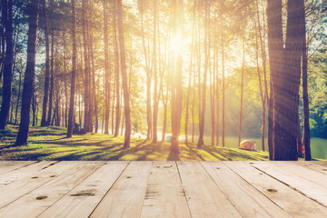 pine tree and wood table with sunlight vintage