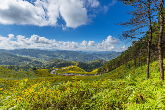 Tung Bua Tong Mexican sunflower field in Maehongson (Mae Hong So