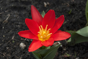 Cup of red tulip petals