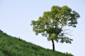 丘の木