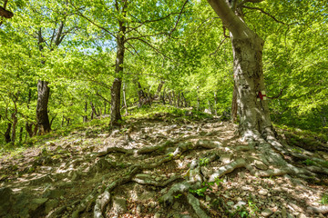 Beech forest and hiking trail
