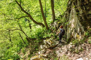 Obraz premium Hiking on a forest trail