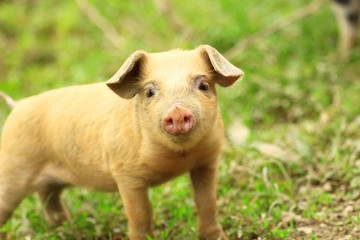 Fototapeta premium Cute piglet