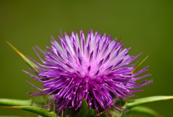 Beautiful flower head of milk thistle, Silybum marianum, medicinal plant