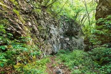 Beech forest and hiking trail
