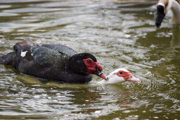 Warts ducks during mating - Warzenenten während der Paarung
