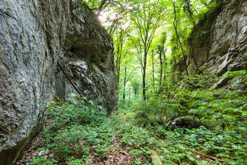 Beech forest and hiking trail