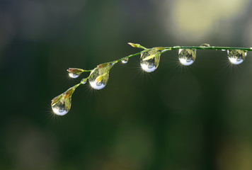 Fresh grass with dew drops and Sun beams