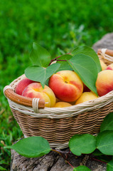 Fresh ripe apricot in wooden basket on the garden. Selective focus