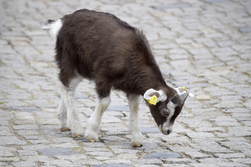 cute goat on the farm - süßes Geißlein auf dem Bauernhof