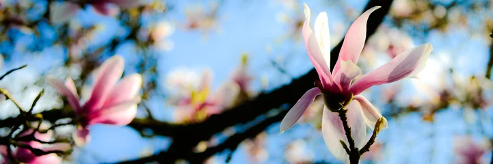 Gartenposter Magnolie roas magnolien