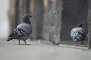 Obraz premium Tauben turteln