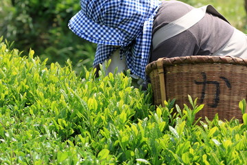Japanese tea hand picking